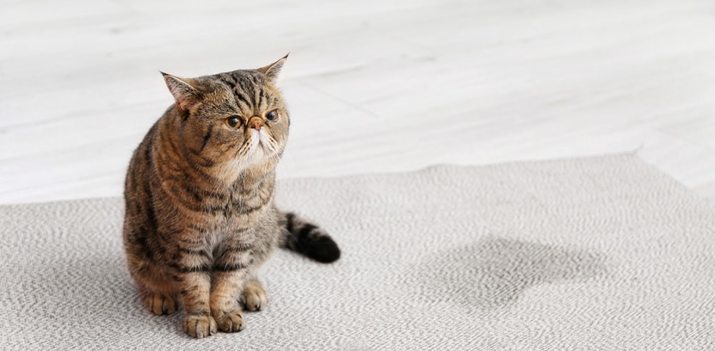 Unveiling the Mystery: Why Do Cats Pee on the Bed?