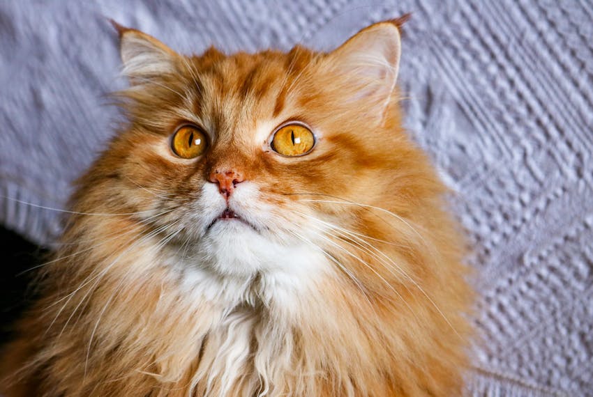 How to Shave a Long-Haired Cat at Home