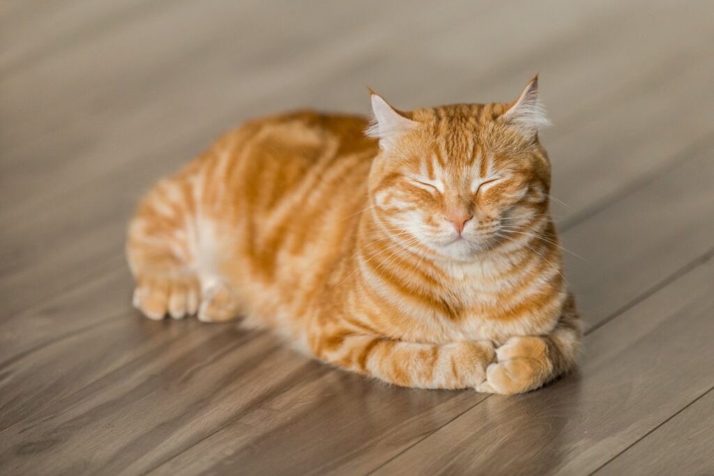 cat grooming brushes