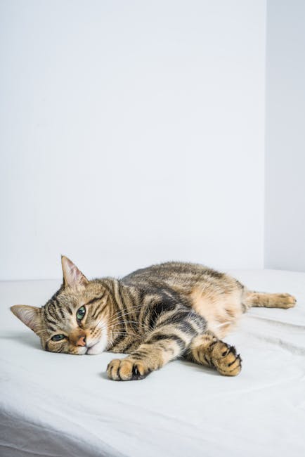Top 10 Trending Cats Bed for 2025 - Factors to Consider When Choosing a Cats Bed