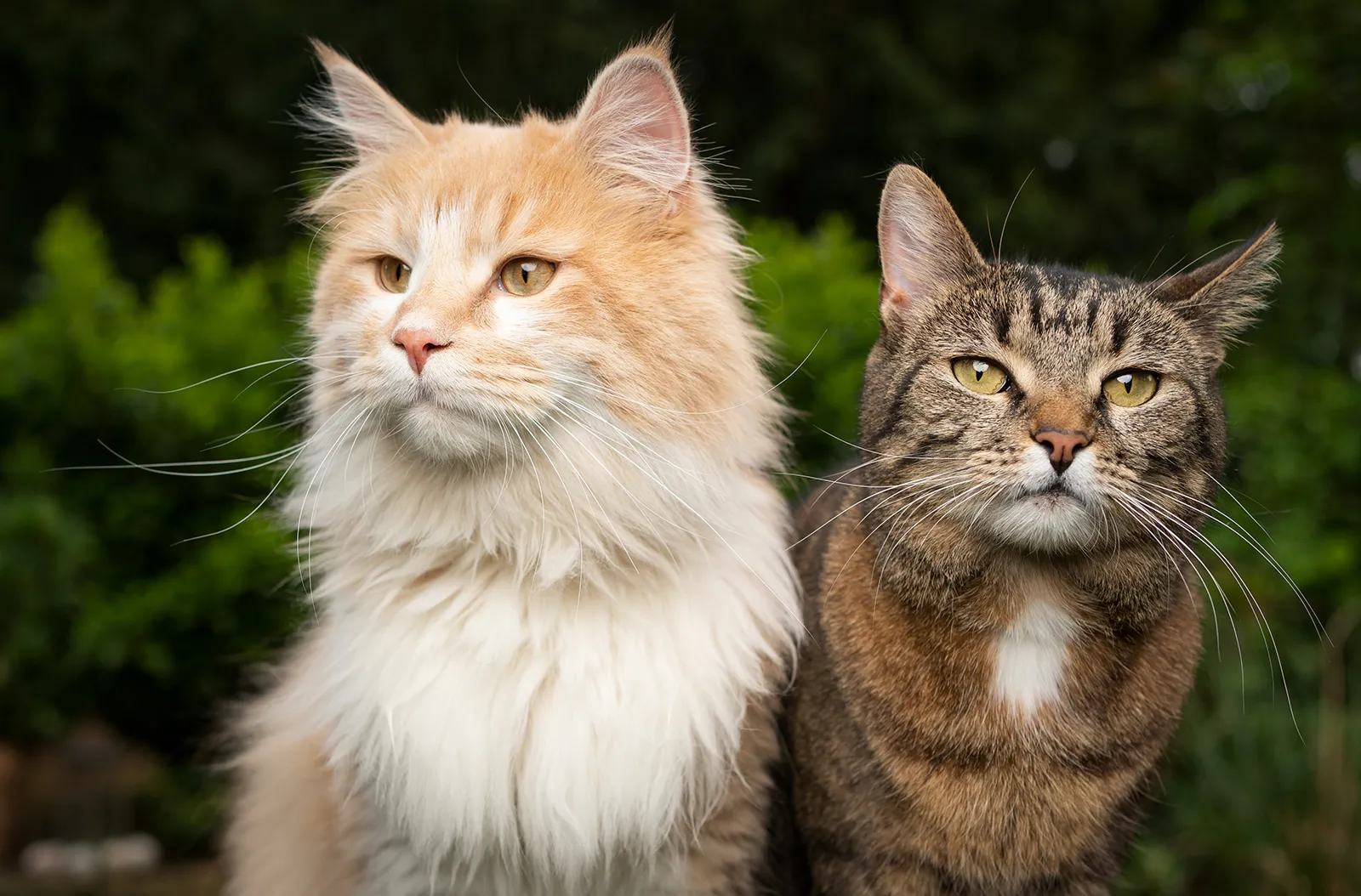 How to Groom a Long-Haired Cat