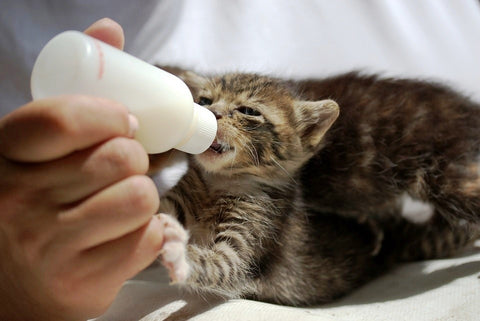 Cat Nutrition 101:is Cow Milk safe for Cats ?