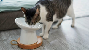 Elevating High-Quality Your Cat Diet Wet Food   Options