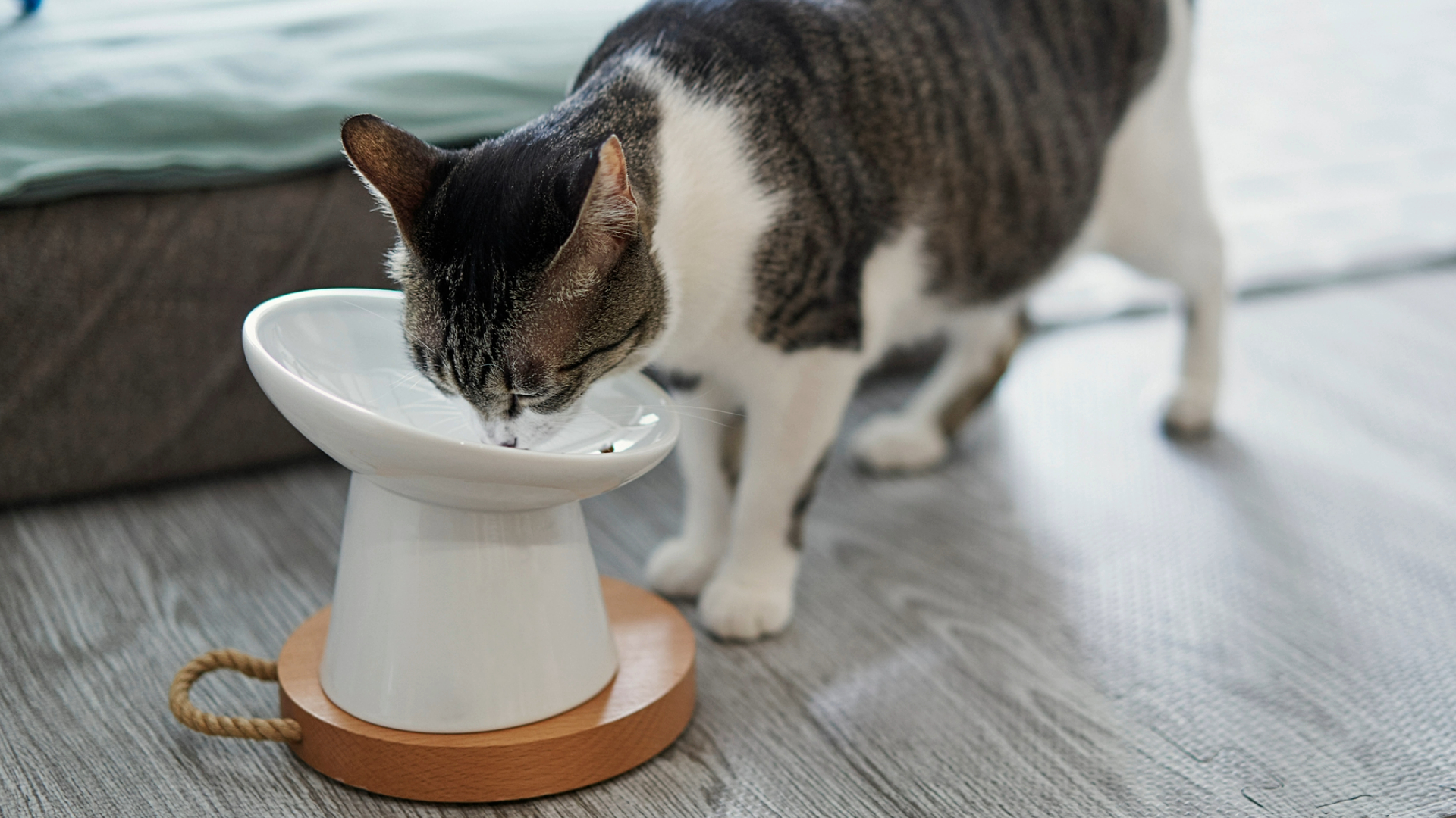 Ultimate Guide to Choosing the Best Cat Food and Water Bowls - Types of Cat Water Bowls