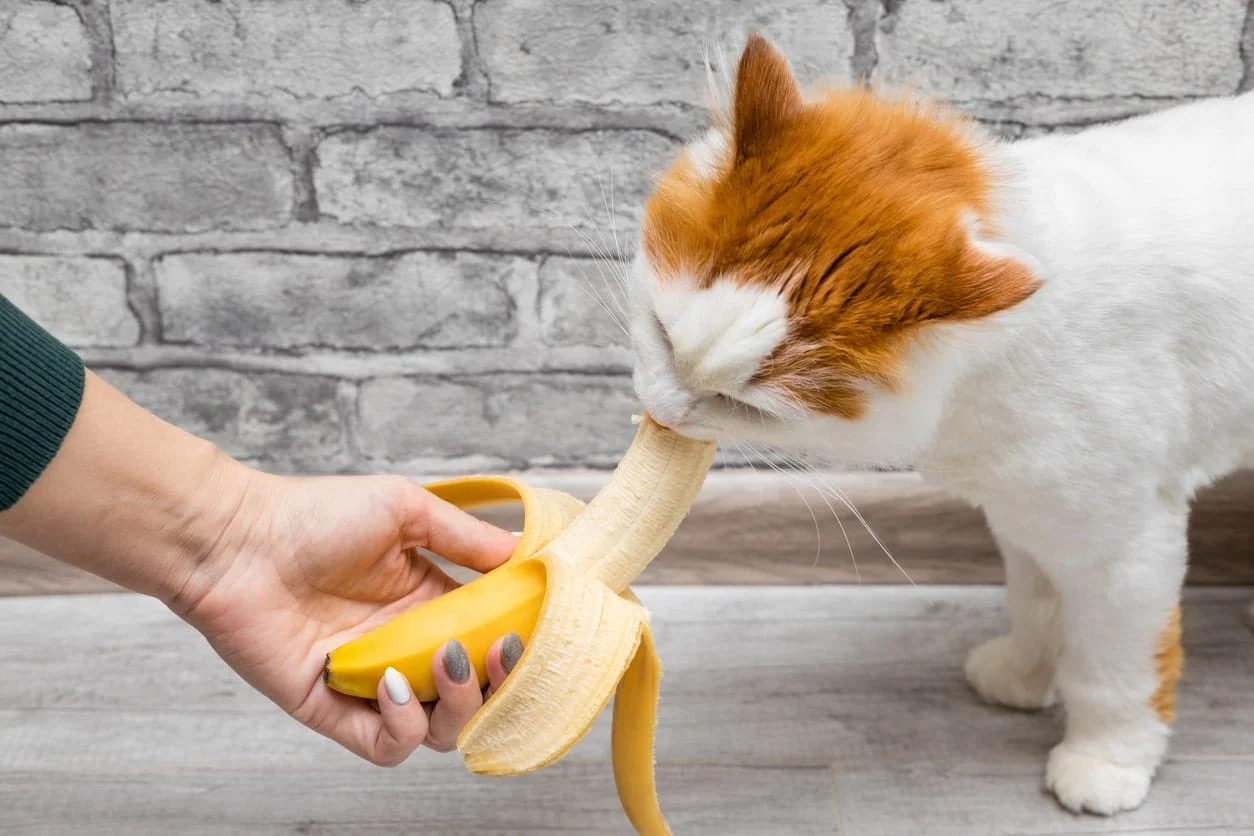 Can Cat Eat Banana ?Exploring Cat Nutrition