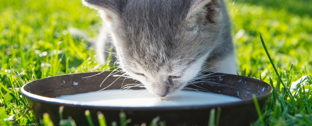 Cat Nutrition 101: Why Cow Milk May Not Be the Best Option - Conclusion