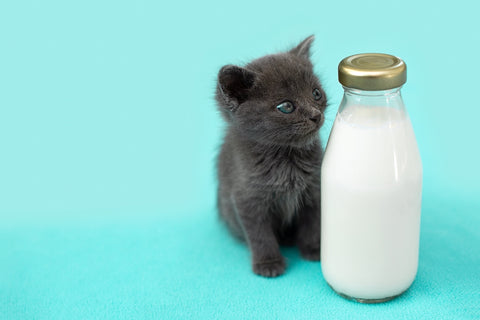 Cat Nutrition 101: Why Cow Milk May Not Be the Best Option - Alternatives to Cow Milk for Cats
