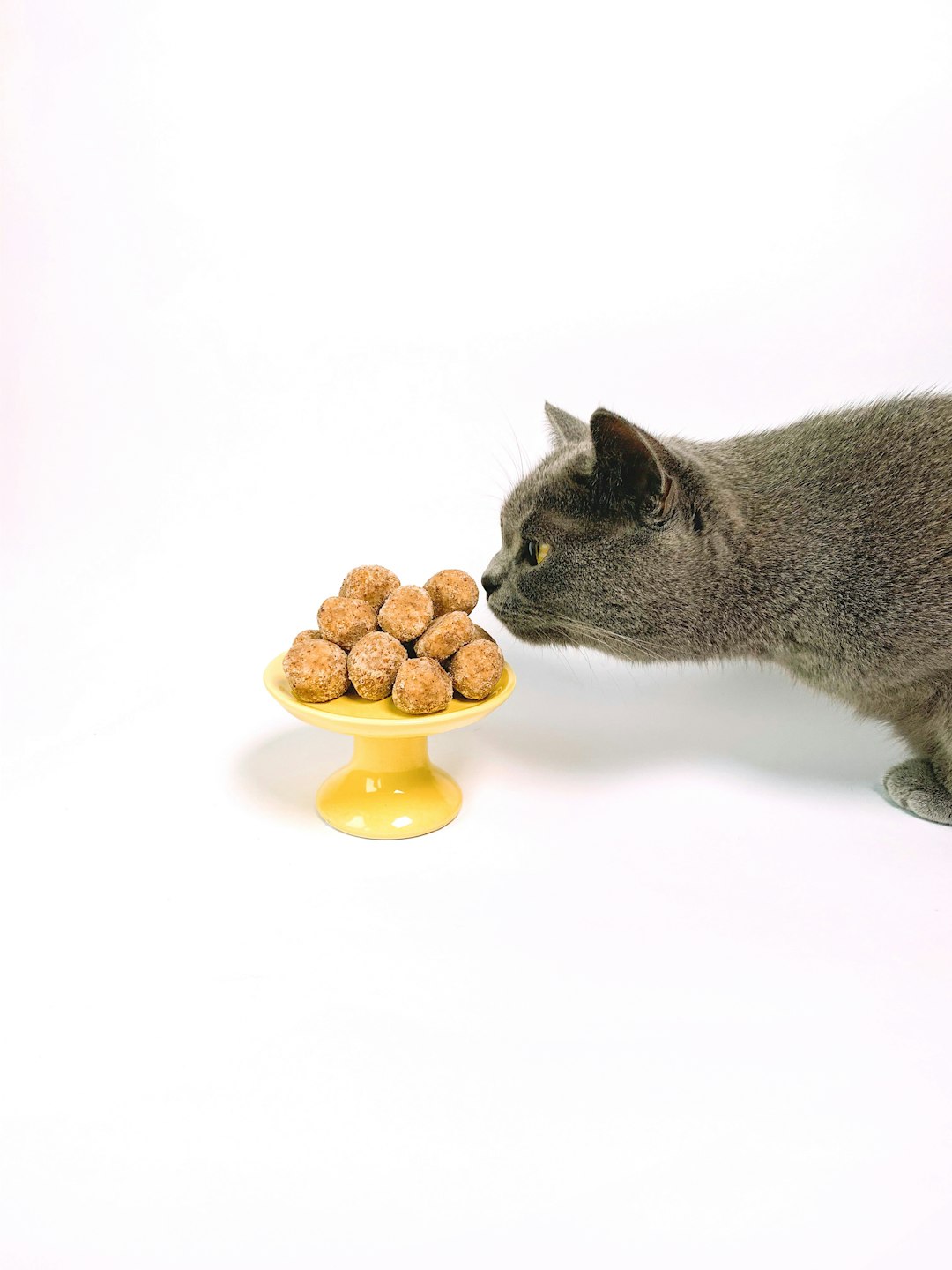Balanced Cat Diet Diabetes: A Complete Dietary Plan
