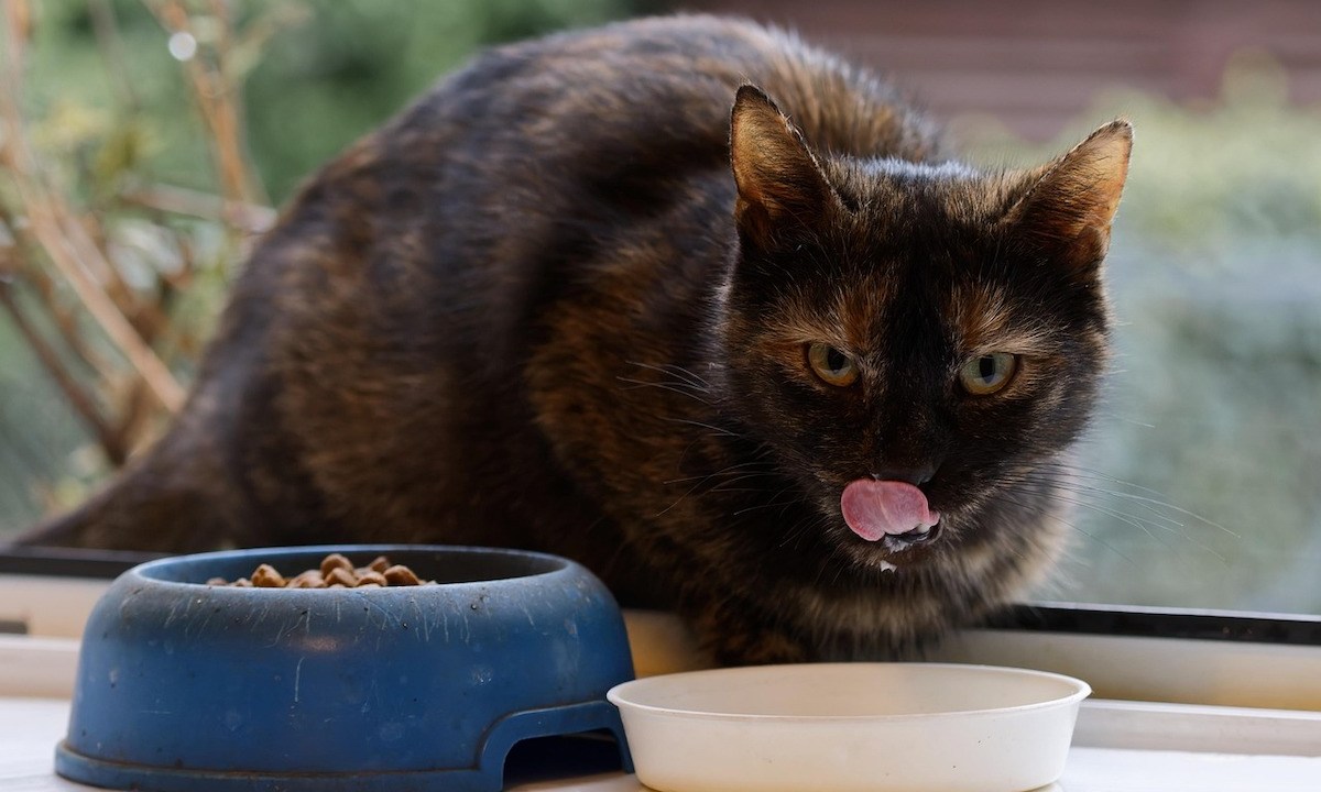 Cat Nutrition 101: Why Cow Milk May Not Be the Best Option - Creating a Balanced Diet for Cats