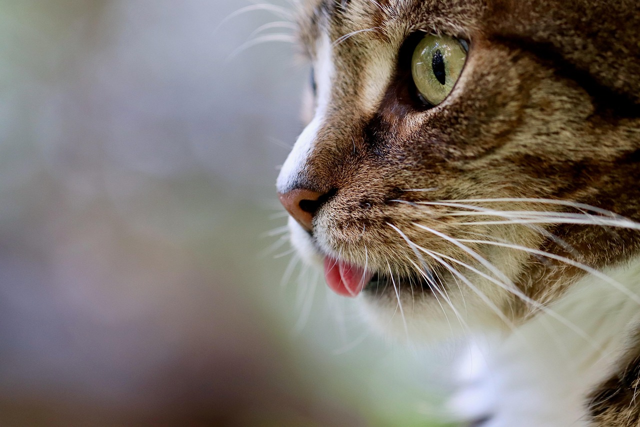 The Importance of Diet in Managing Cat Urine Crystals